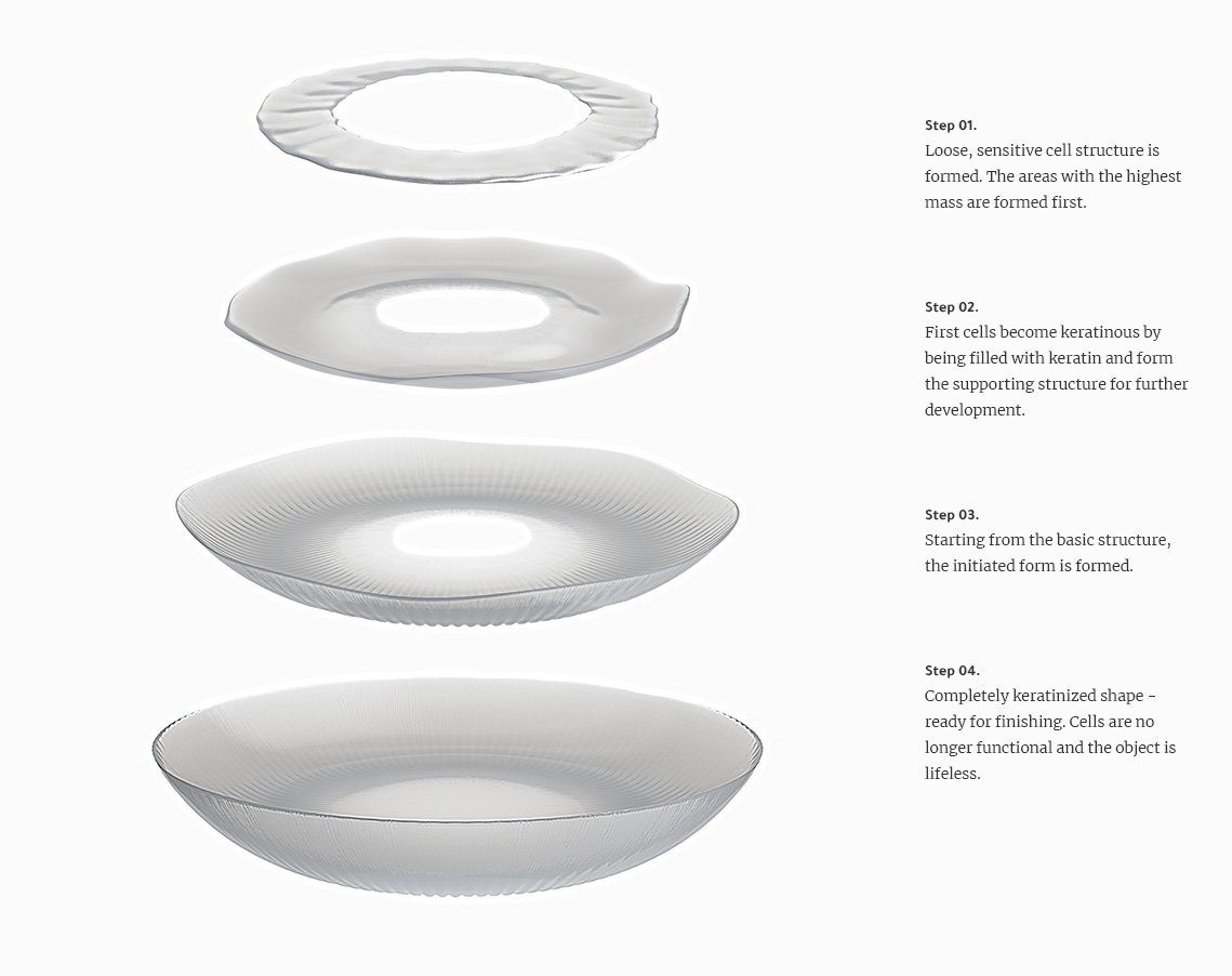 GrowHorn Infografik Die Infografik beschreibt die einzelnen Phasen beim Aufbau der Hornmasse.