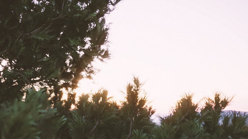 Tanne vor Sonnenuntergang