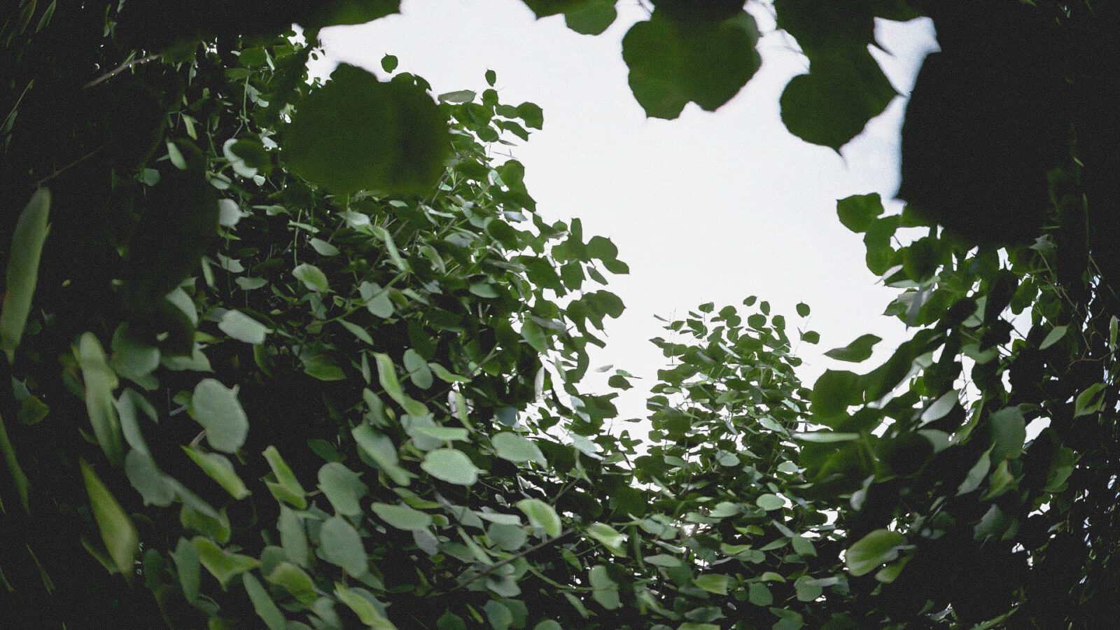 Rendering einer Waldsituation.