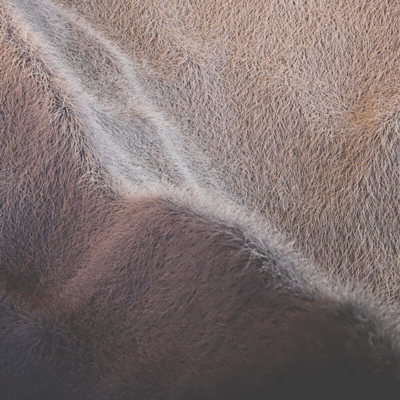 Fellstruktur mit verschiedenen Lichtquellen in Gelb und Blau.