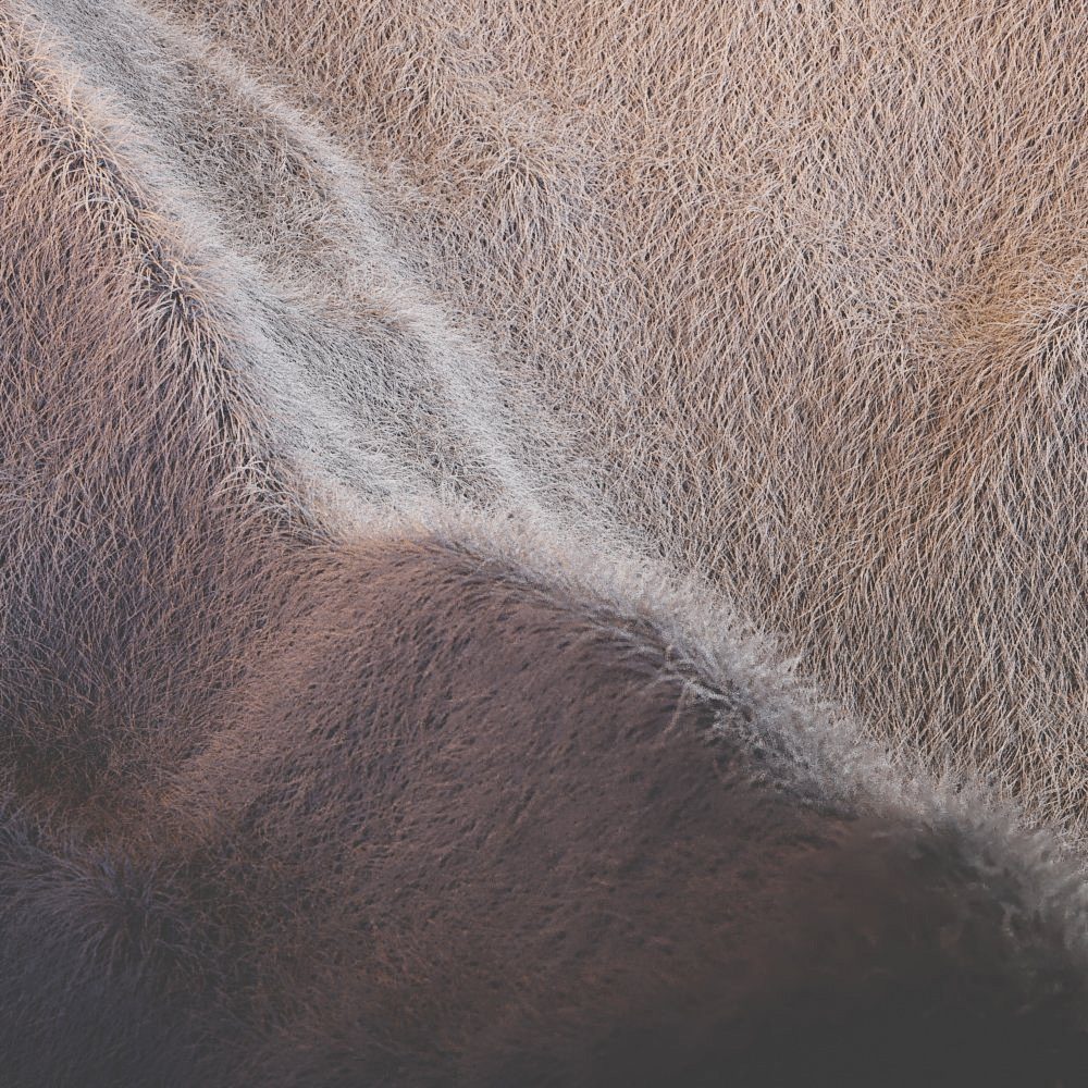 Fellstruktur mit verschiedenen Lichtquellen in Gelb und Blau.